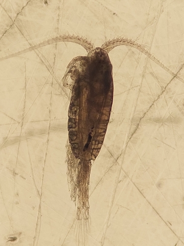 Metridia lucens lucens
