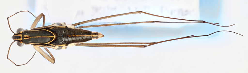 Limnogonus macroconfusus