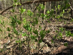 Dirca decipiens