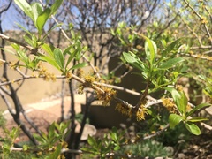 Forestiera pubescens pubescens