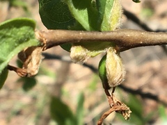 Dirca decipiens