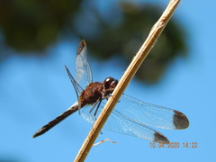 Erythrodiplax atroterminata