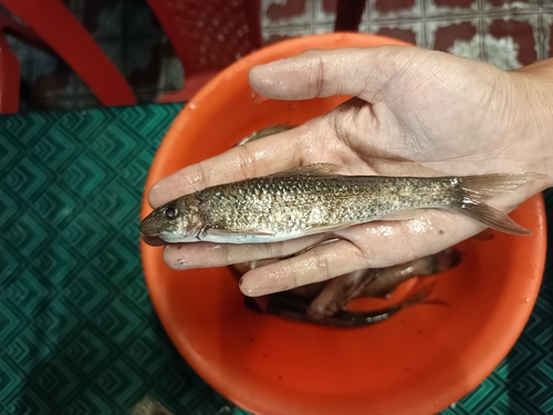Gestreepte algeneter (Crossocheilus latius) — Cyprinidae