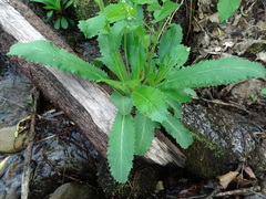 Micranthes micranthidifolia