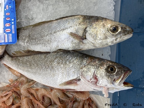 Croaker (Argyrosomus regius) — Sciaenidae