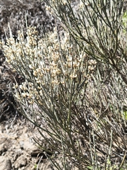 Cytisus supranubius, photograph (c) jeanjacquesgodon, some rights reserved (CC BY)