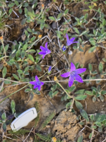 Spreading Bellflower