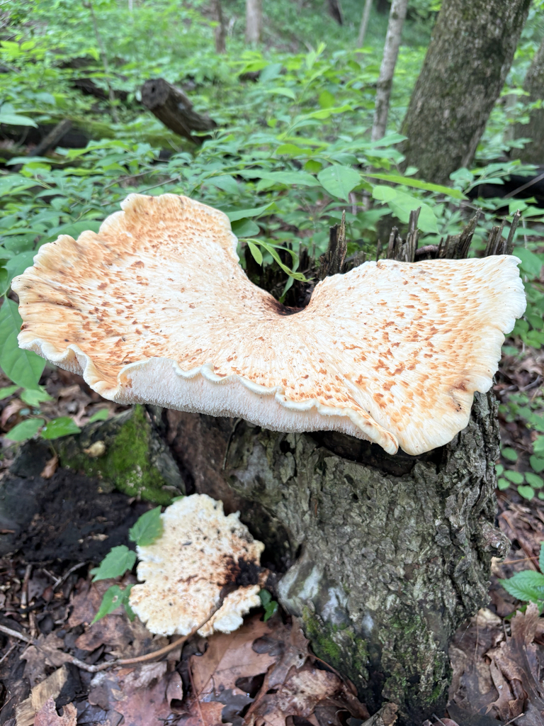 Dryad's Saddle · May 2026 · photo: Photo: (c) Emily Franzen, some rights reserved (CC BY) · iNaturalist