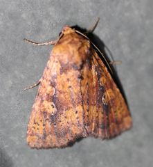 Perigea xanthioides