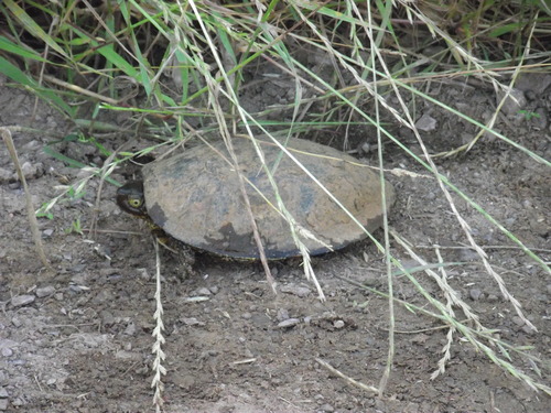 European Pond Turtle
