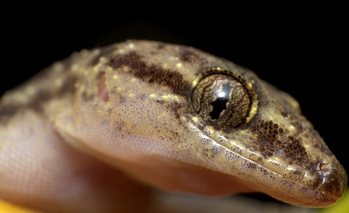 West African House Gecko