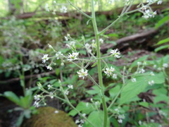 Micranthes micranthidifolia