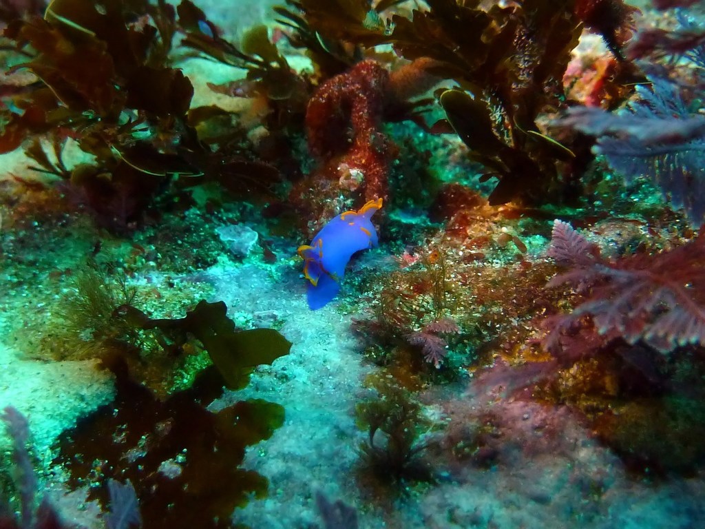 Bat-wing Seaslug