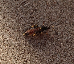 Ichneumon stramentor