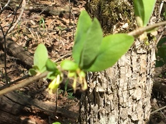 Dirca decipiens