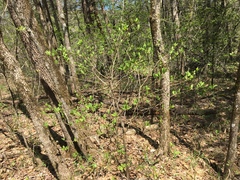 Dirca decipiens