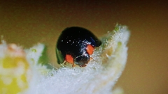 Parexochomus nigromaculatus