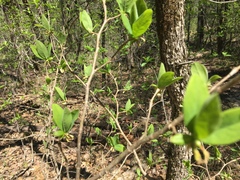 Dirca decipiens