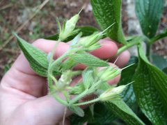 Lithospermum helleri