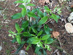 Lithospermum helleri