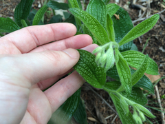 Lithospermum helleri