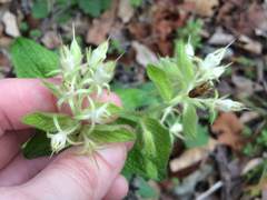 Lithospermum helleri