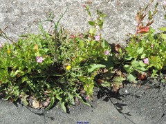 Epilobium roseum