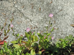 Epilobium roseum