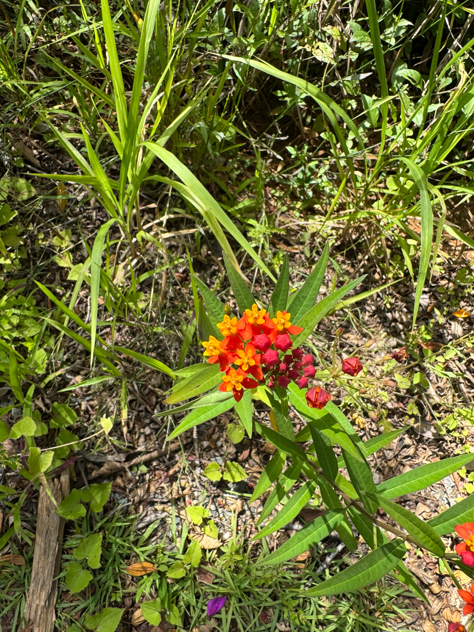 Asclepias curassavica