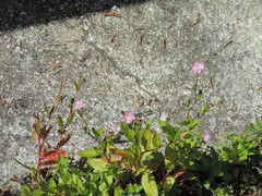 Epilobium roseum