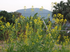 Brassica chinensis