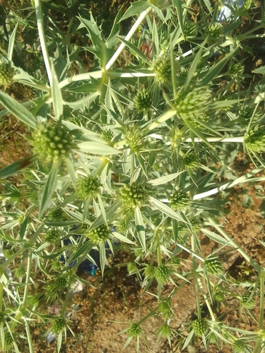 Field Eryngo