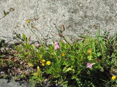 Epilobium roseum