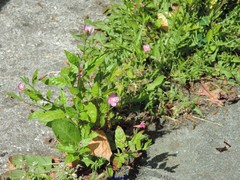 Epilobium roseum