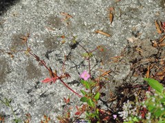 Epilobium roseum