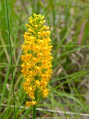 Platanthera cristata