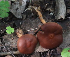 Gymnopus ocior