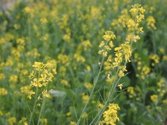 Brassica chinensis