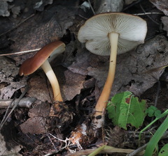Gymnopus ocior