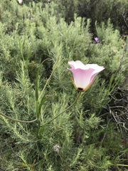 Calochortus catalinae