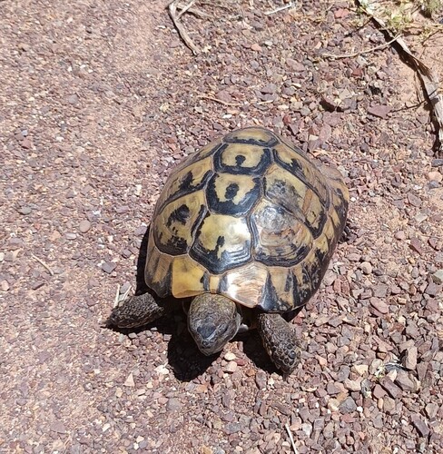 Hermann's Tortoise
