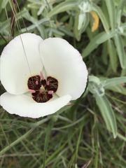 Calochortus catalinae