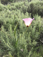 Calochortus catalinae