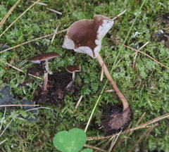 Gymnopus ocior