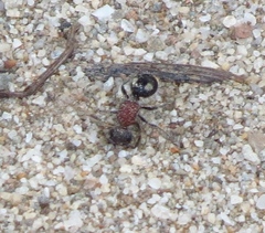 Glossotilla