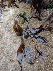 Laminaria setchellii