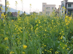 Brassica chinensis