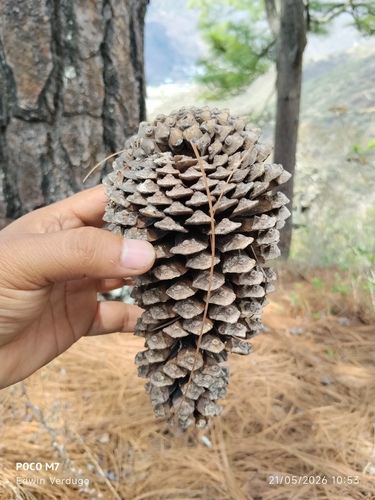Michoacan pine