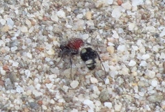 Glossotilla
