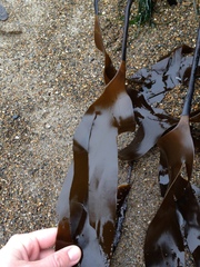 Laminaria setchellii